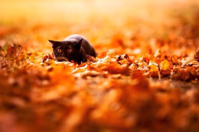 Common Autumnal Idioms